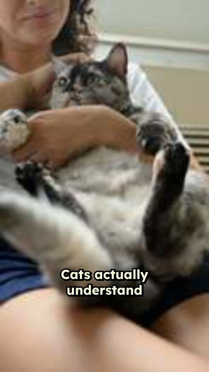 Cats: Masters of Human Manipulation