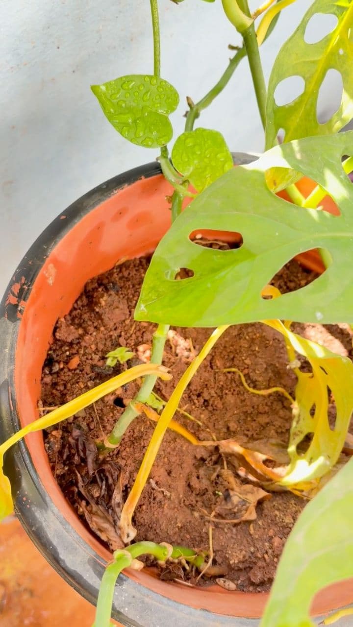 From Rejection to Renewal