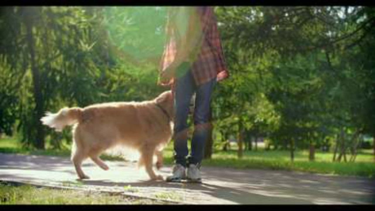 Adiós, Bobby, mi amigo fiel