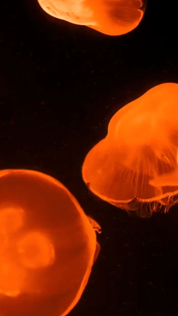 Pourquoi pas commencer à raconter ?