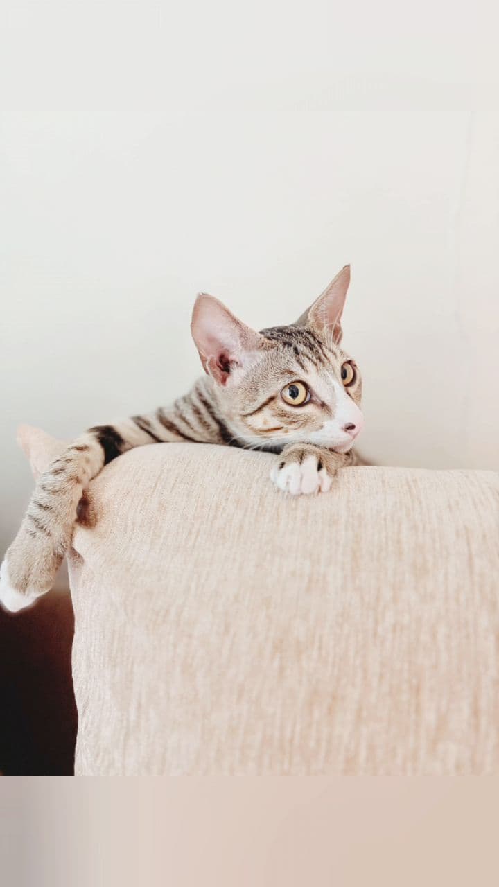 टोम टोम की मस्ती