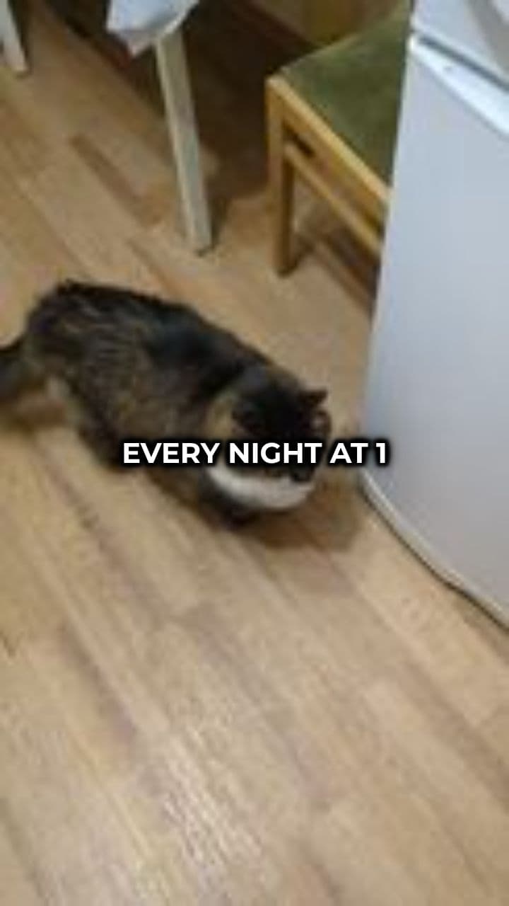 The Cat's Secret Life