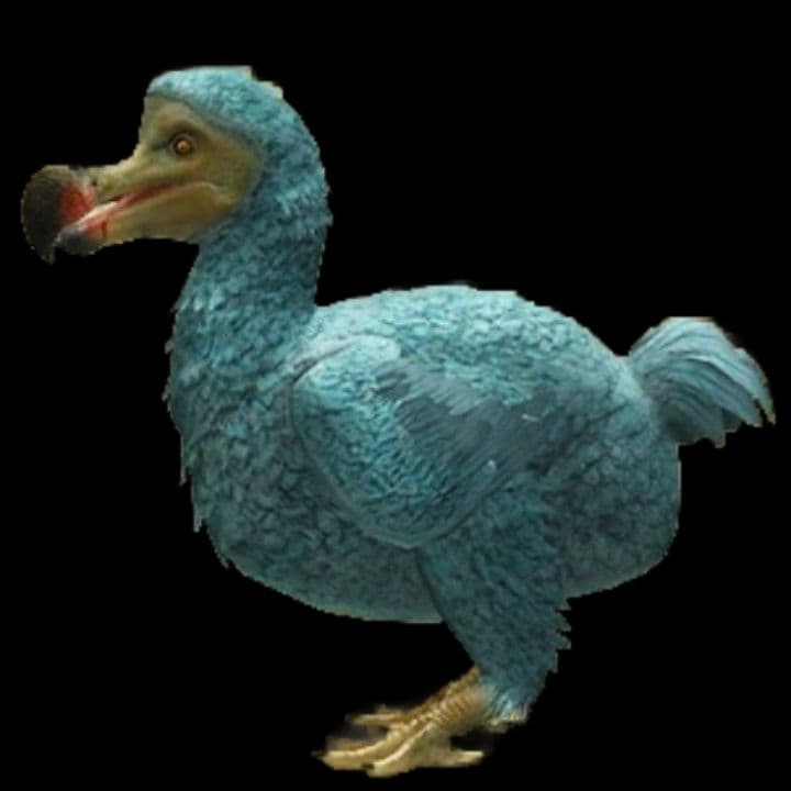 Dodovaso: Il Mistero delle Piante Vecchie