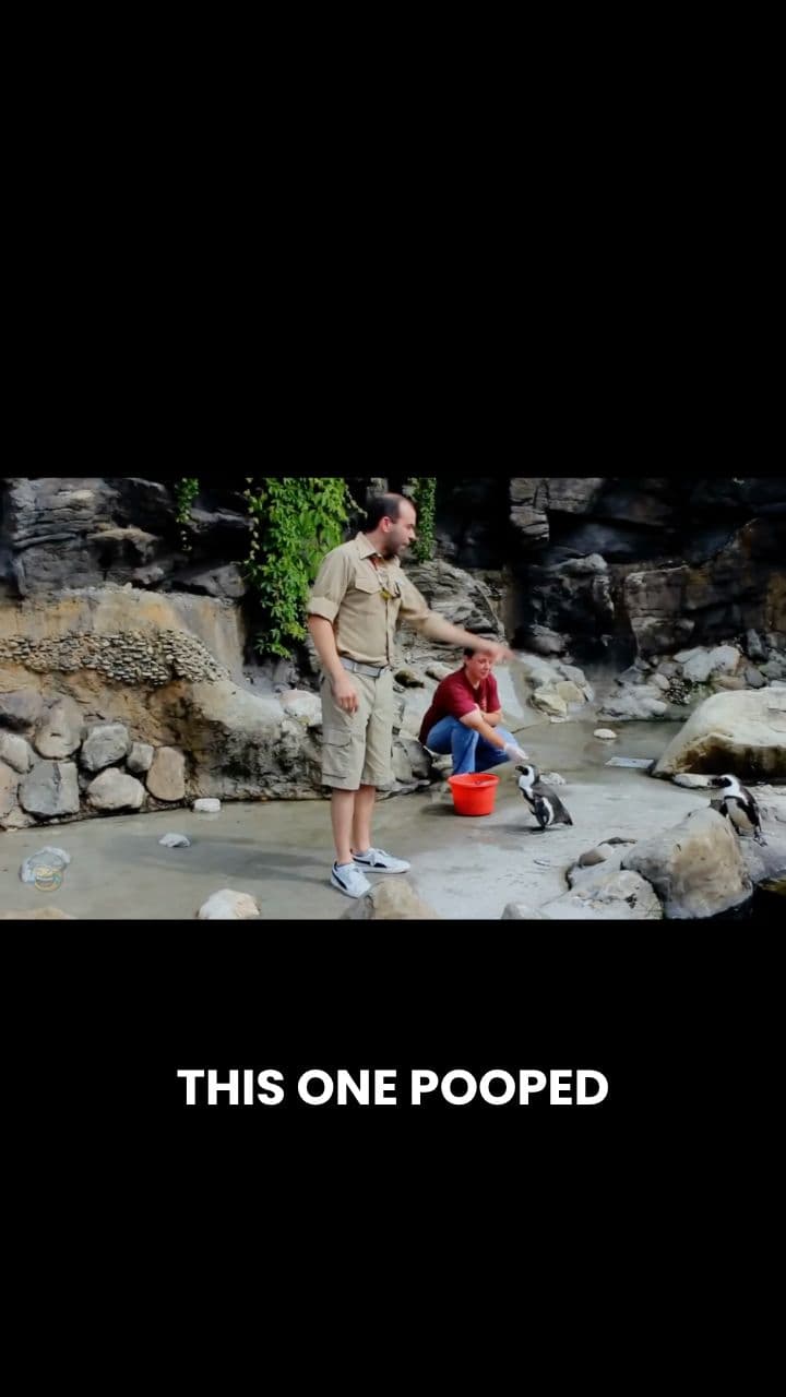 The Great Penguin Drama