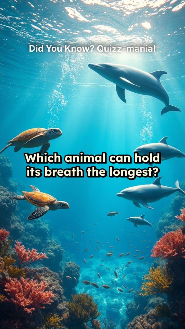 Did You Know? Quizz-mania!