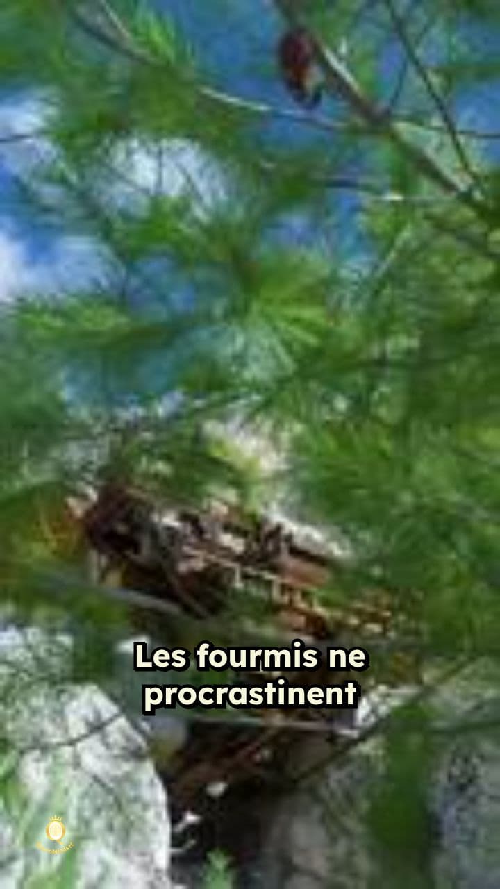 Discipline collective des fourmis