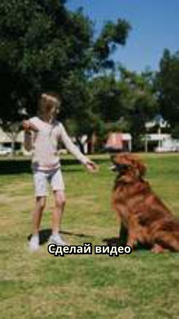 Собака и кошка в футболе