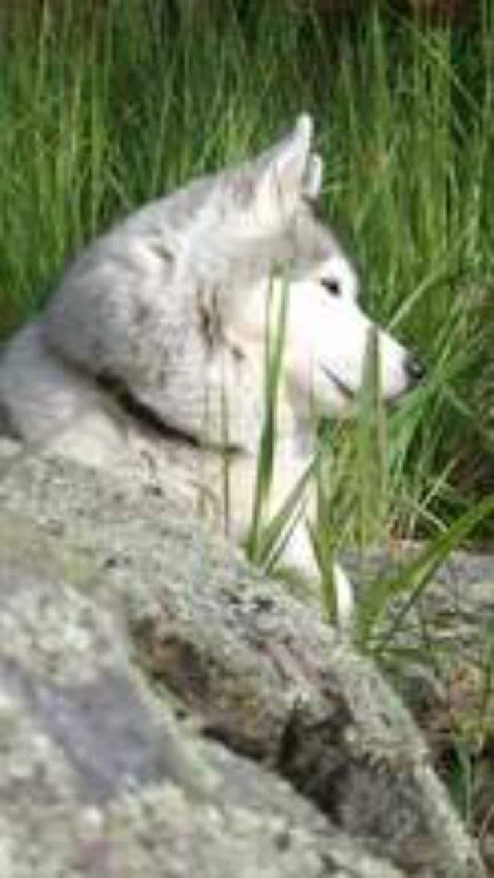 Rex: O Pastor e o Lobo