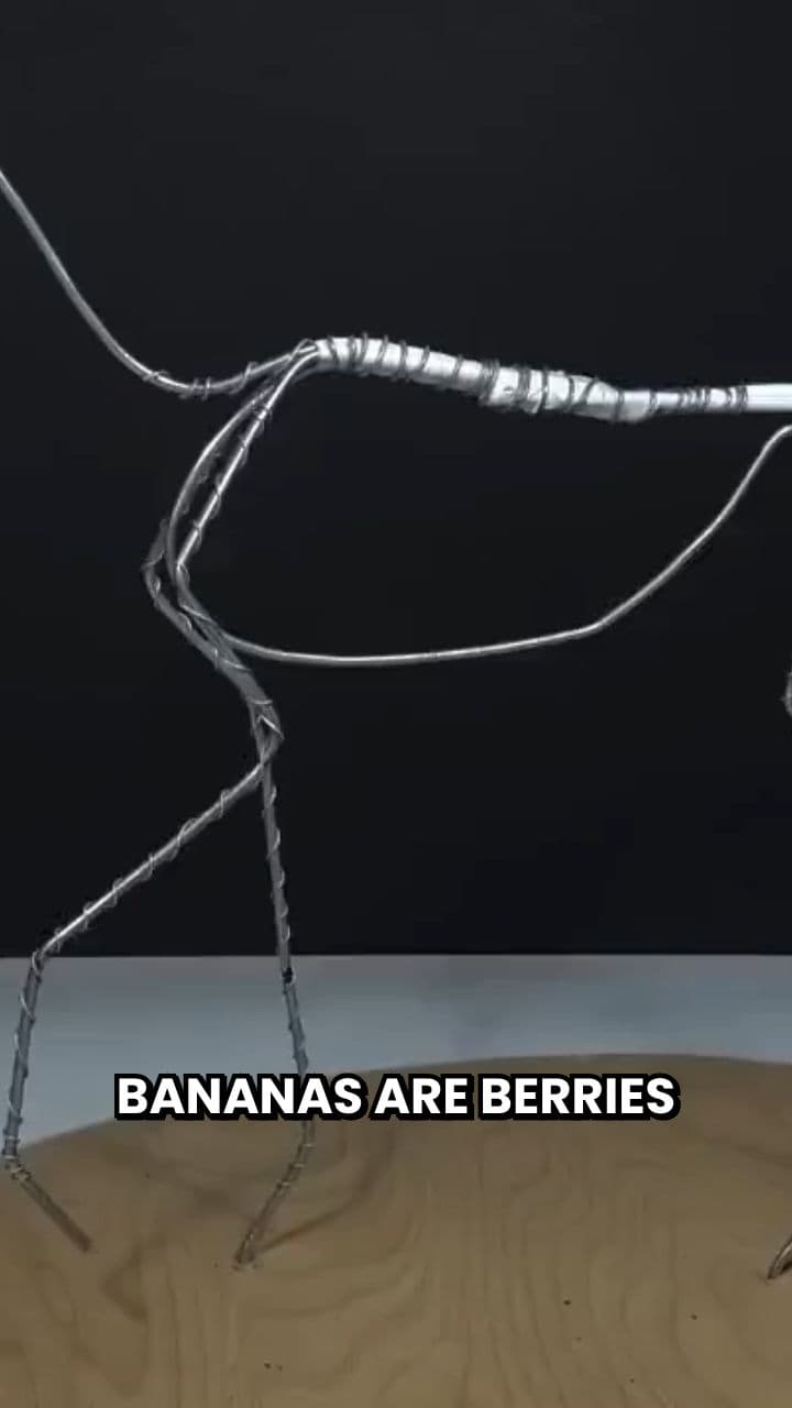 Berries: The Surprising Truth Revealed