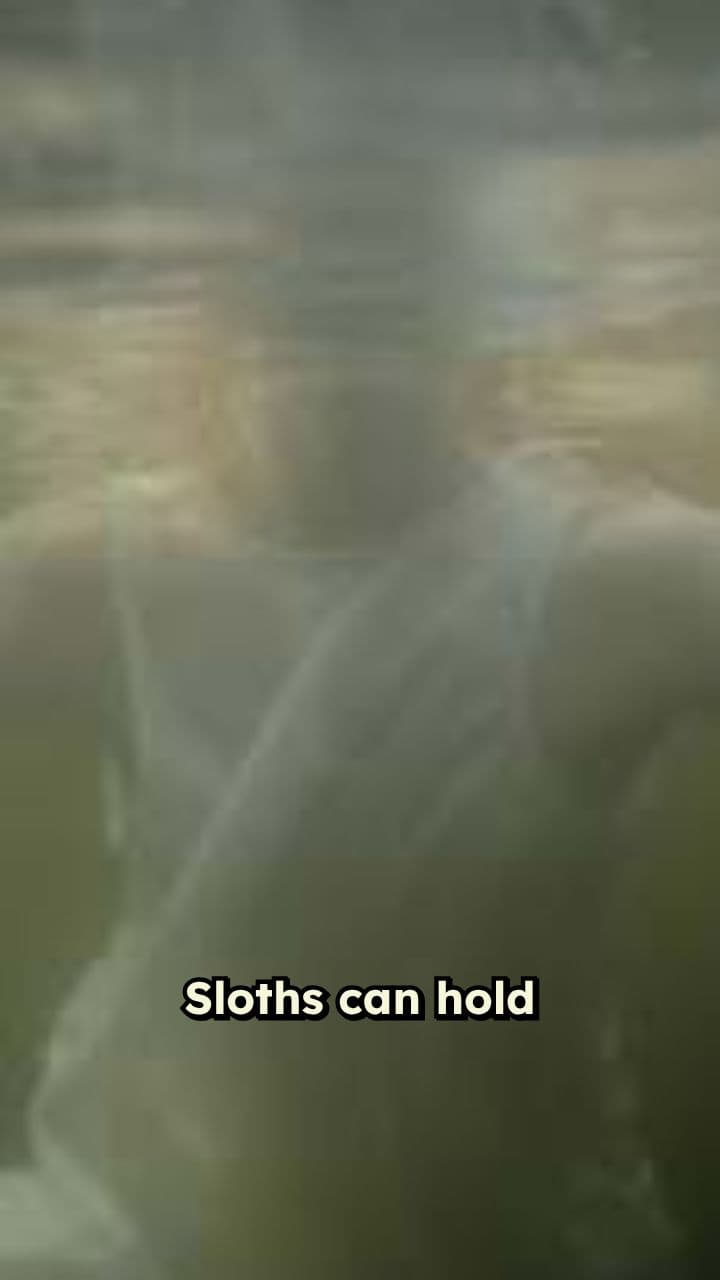 Sloths Outlast Dolphins Underwater