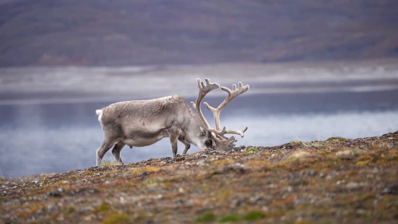 Reindeer of the Arctic Tundra