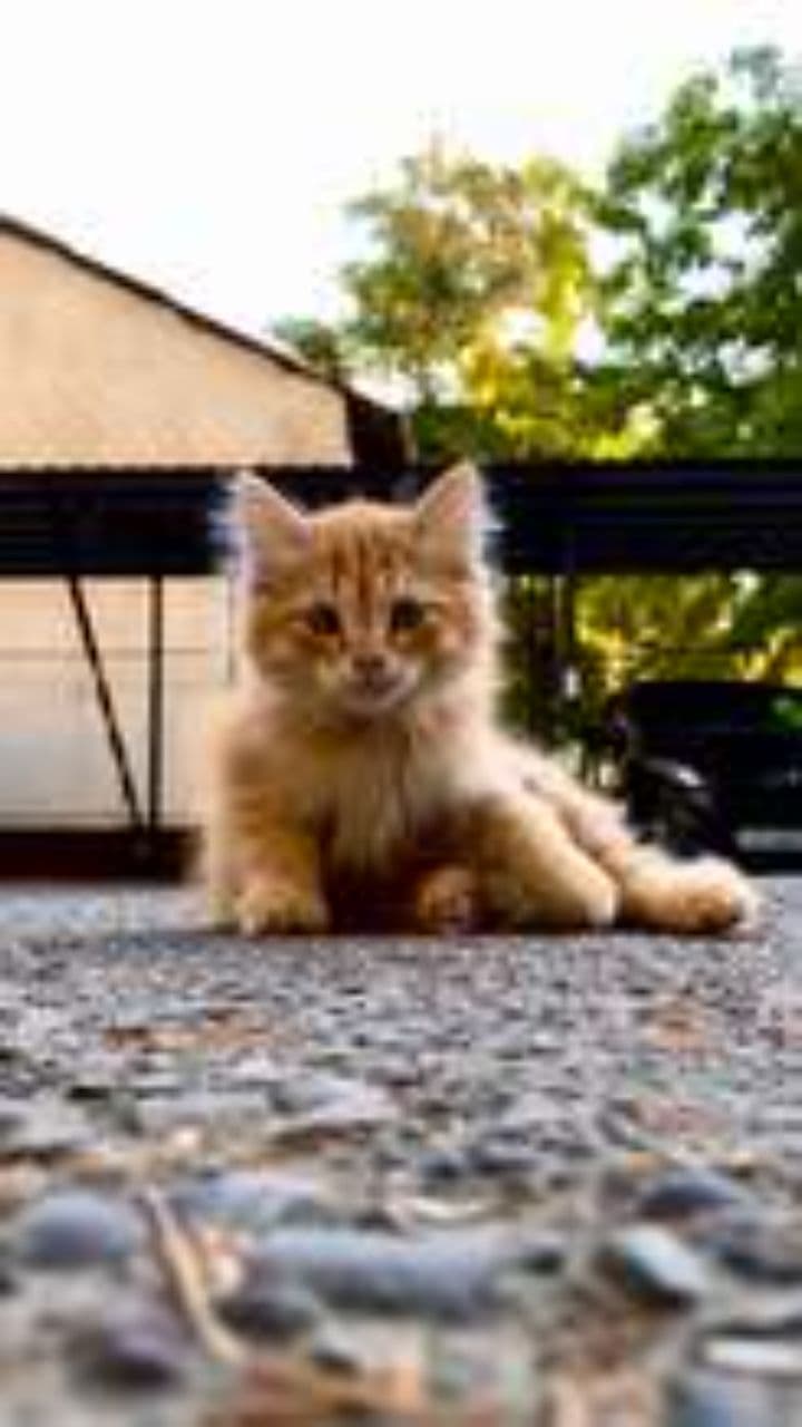 Demanding Cat Wants Everything Now