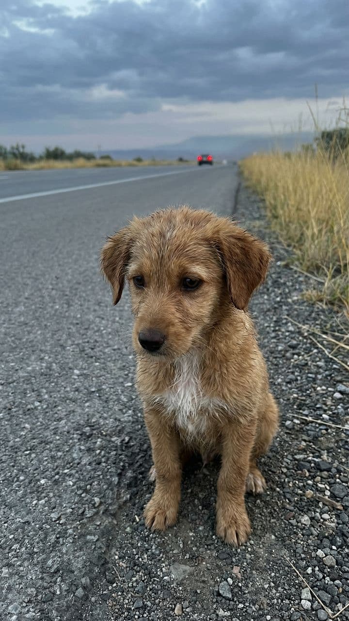 El perrito que volvió a esperar