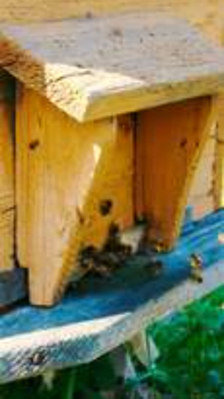 Festa dos Apicultores em Fruta de Leite