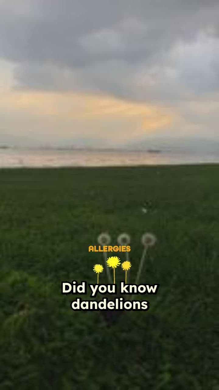 Dandelions: The Lawn’s Survival Pantry