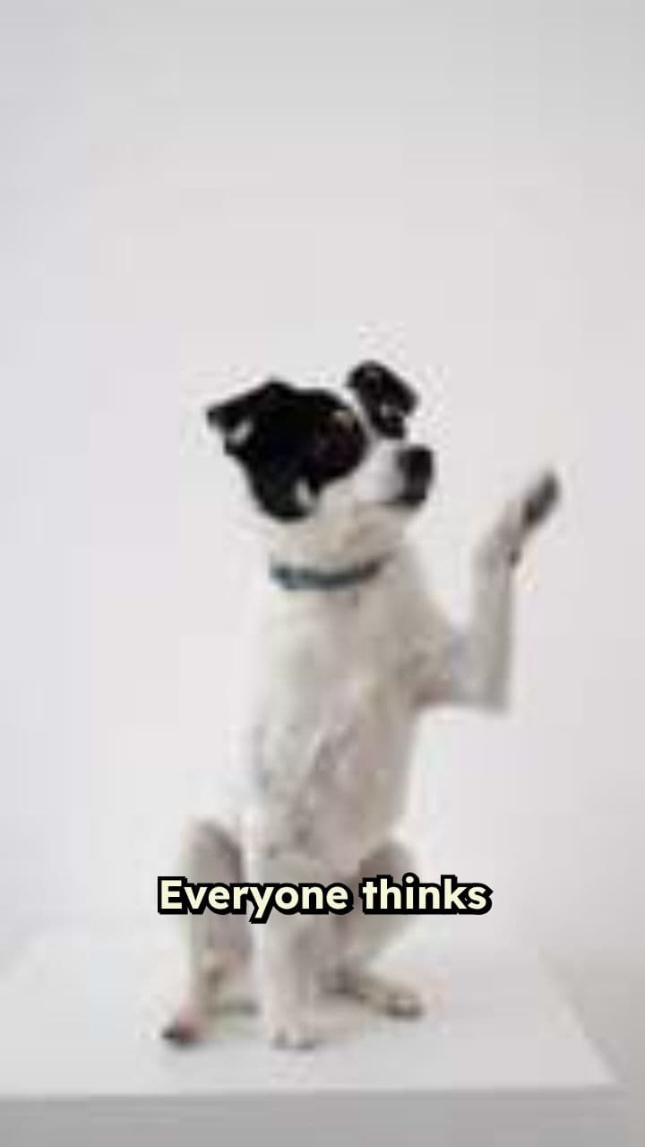 Stress-Free Dog Training Method