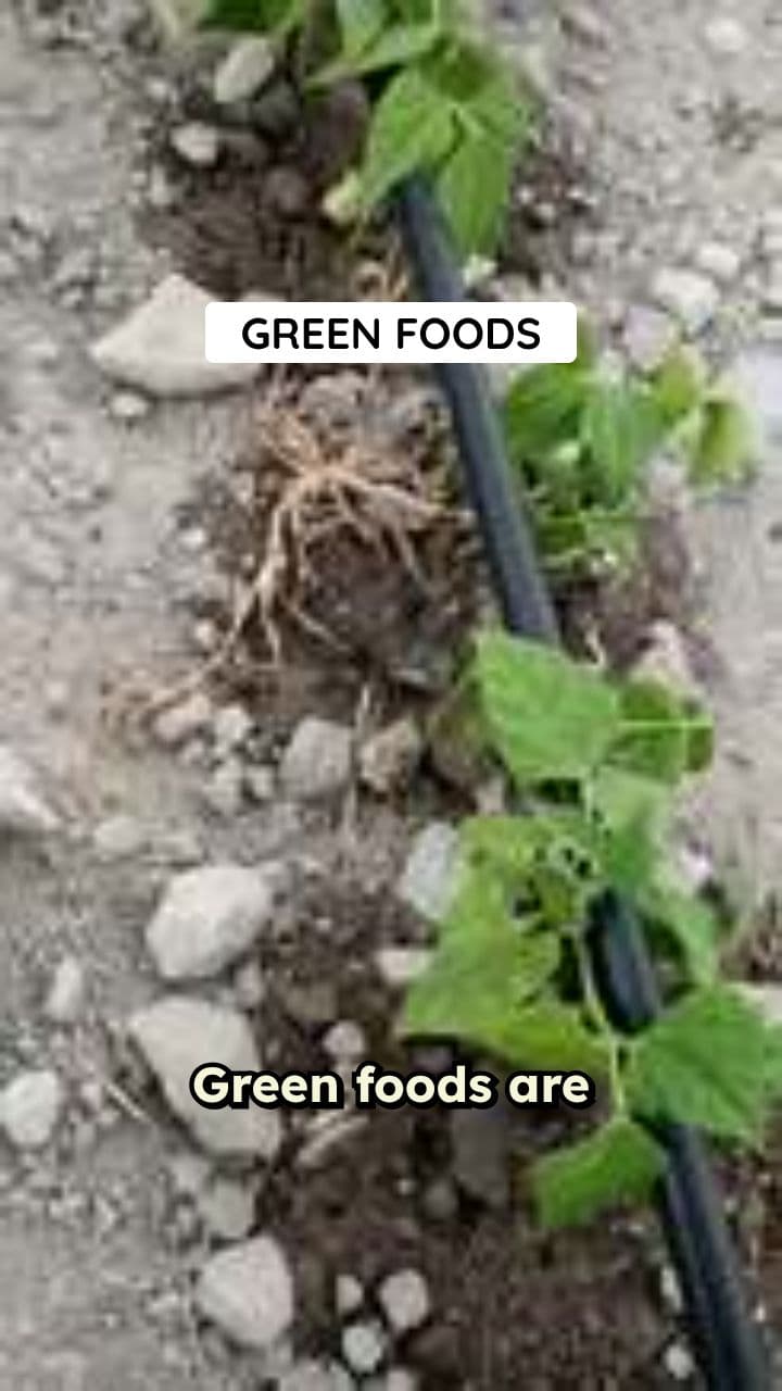 Green Fruits and Vegetables - Rainbow Feast