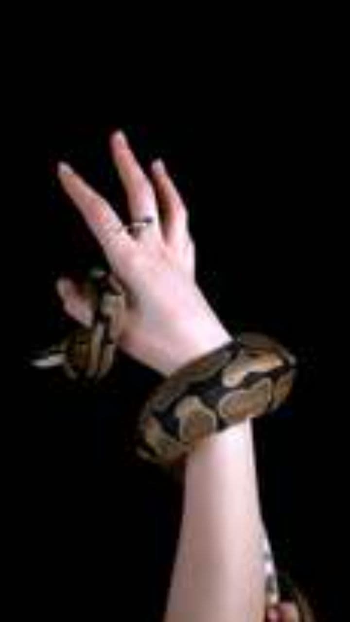 The Living Diamond Snake