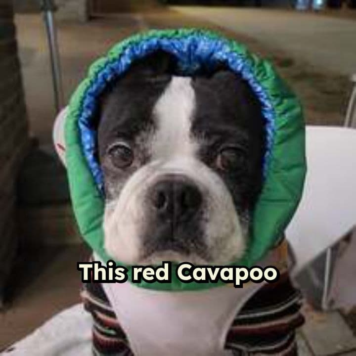 From Abandoned to Beloved