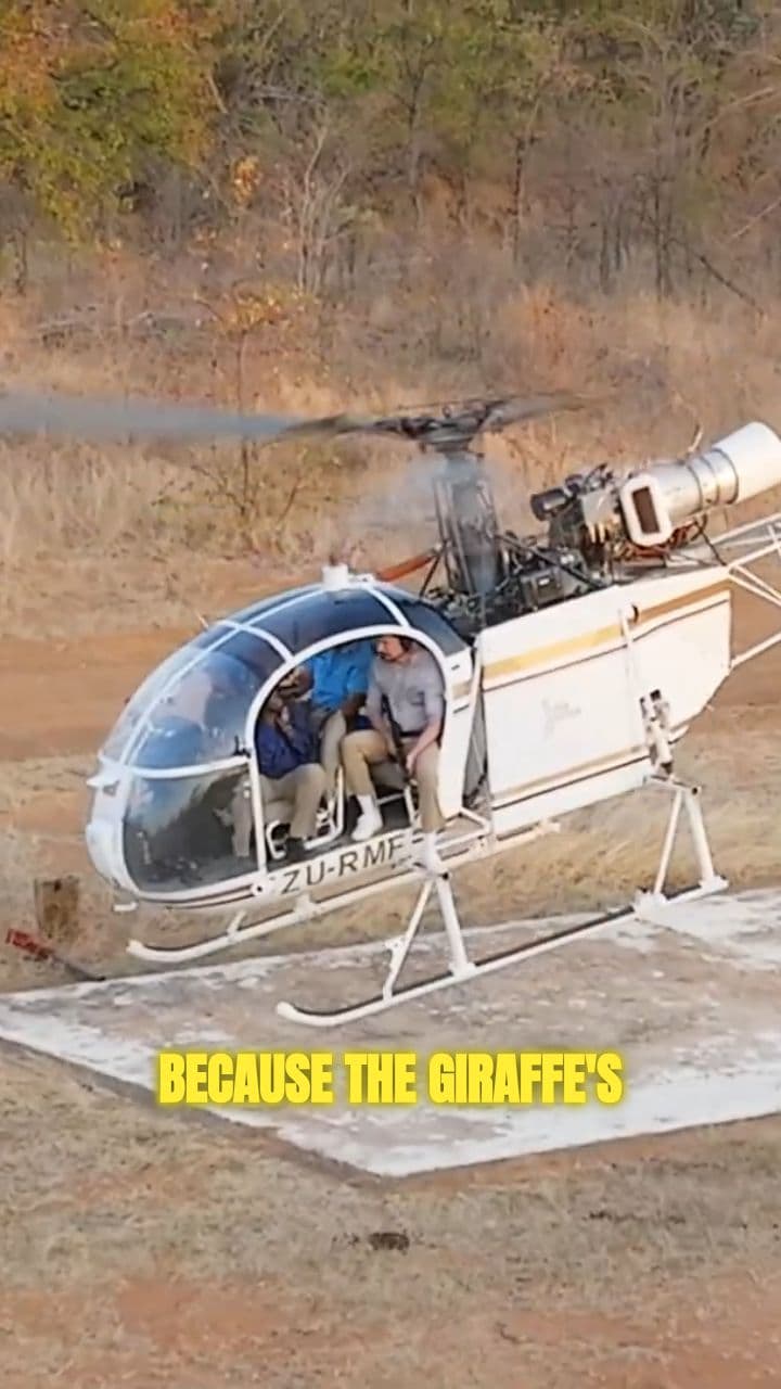 Vaccinating Giraffes From the Sky