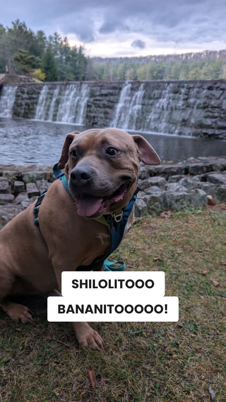 Shilolito Bananito Brainrot Adventure