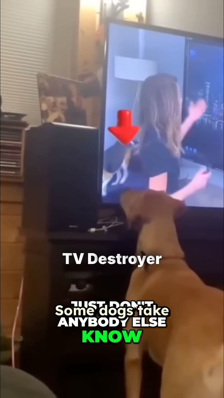 Dogs Who Watch Too Hard