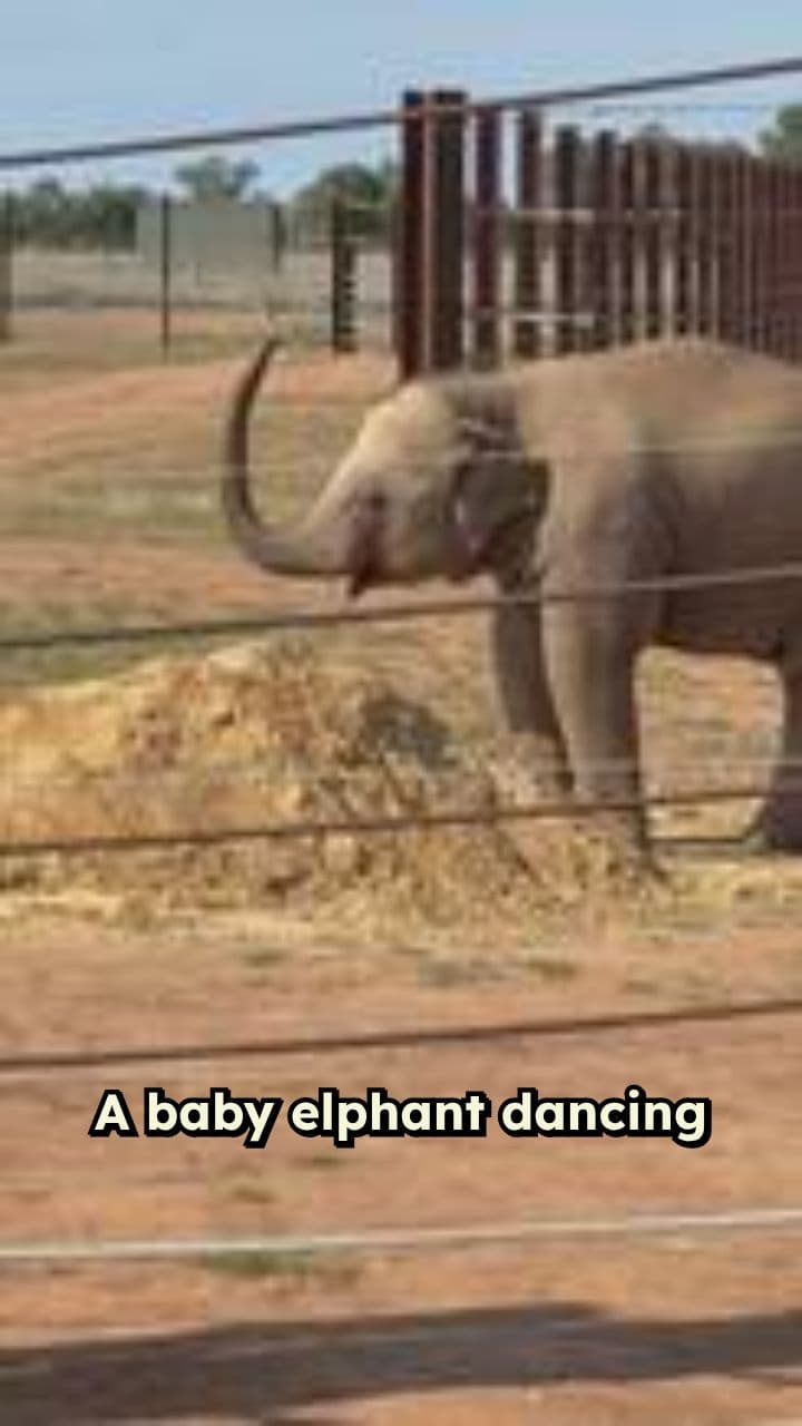 Dancing Baby Elephant in Stadium