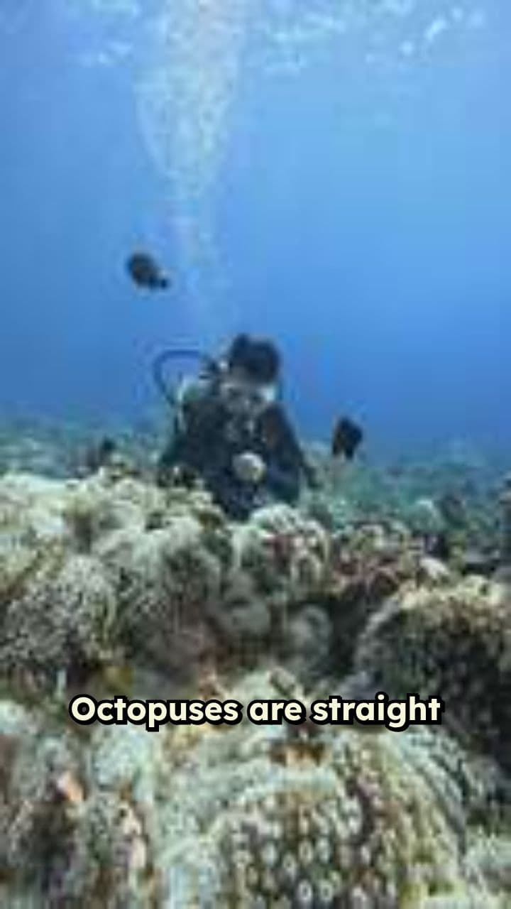 Alien Creatures of the Ocean: Octopuses