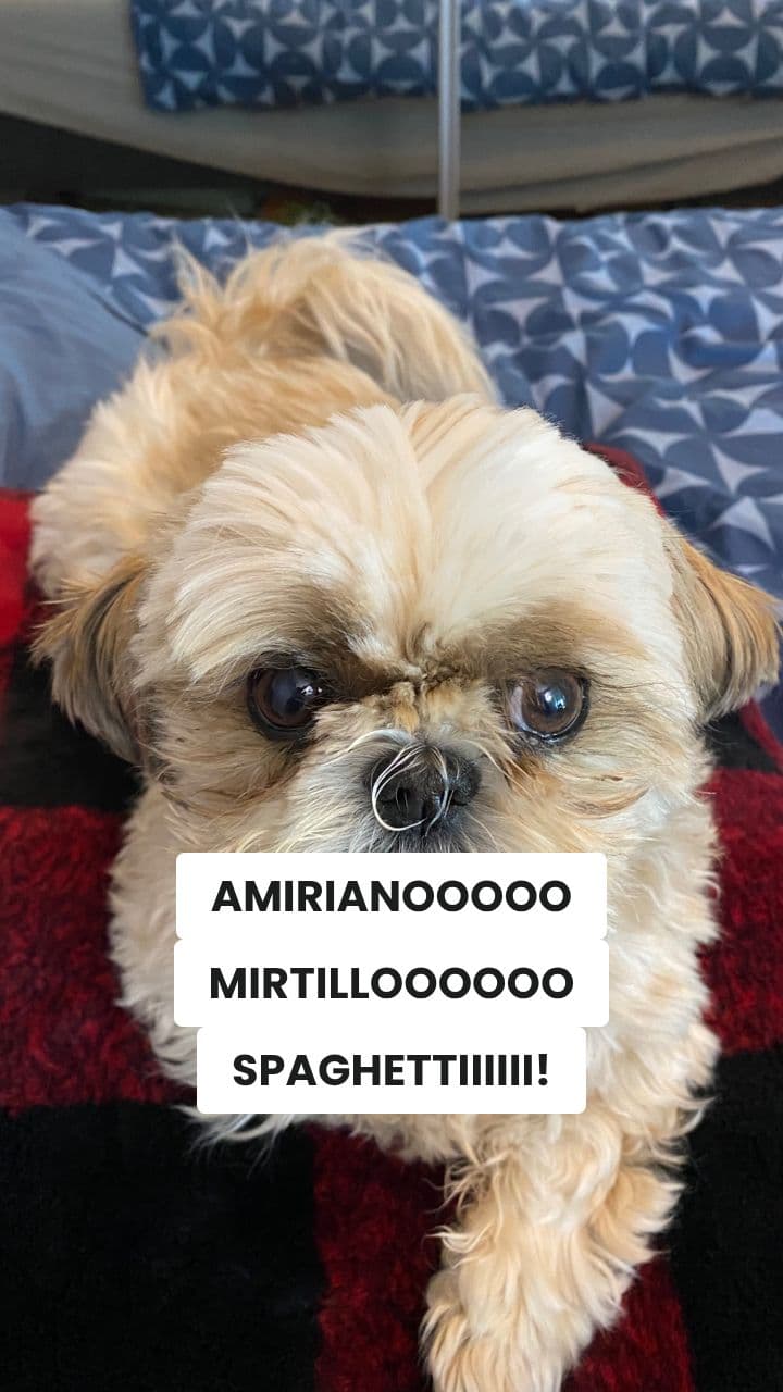 Mirtilloguzzo e la Profezia dei Ricci