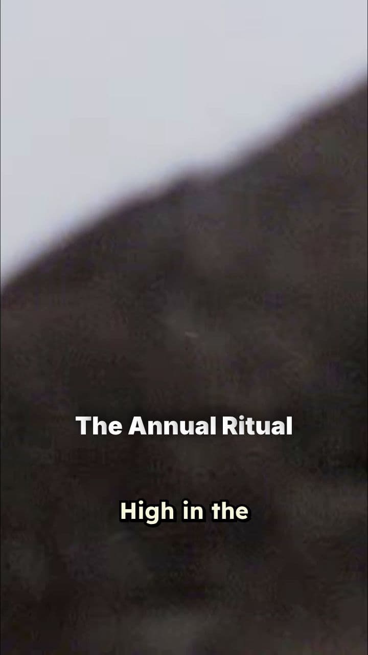 Bighorn Rams’ Annual Mating Battle