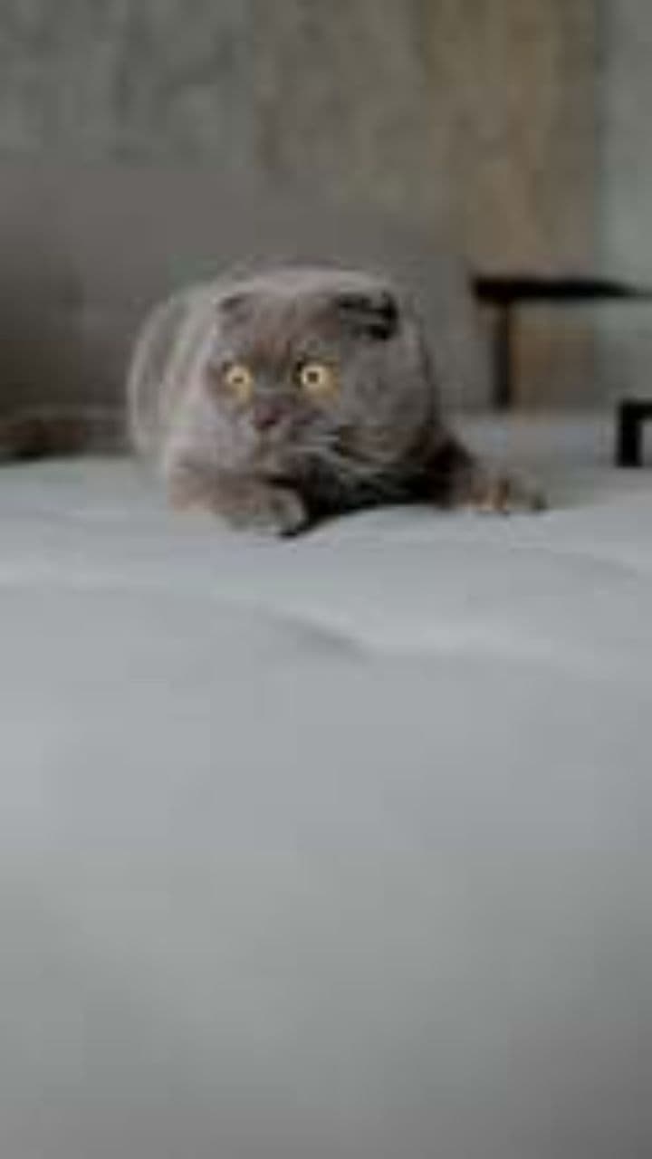 Silly Willy the Wacky Cat