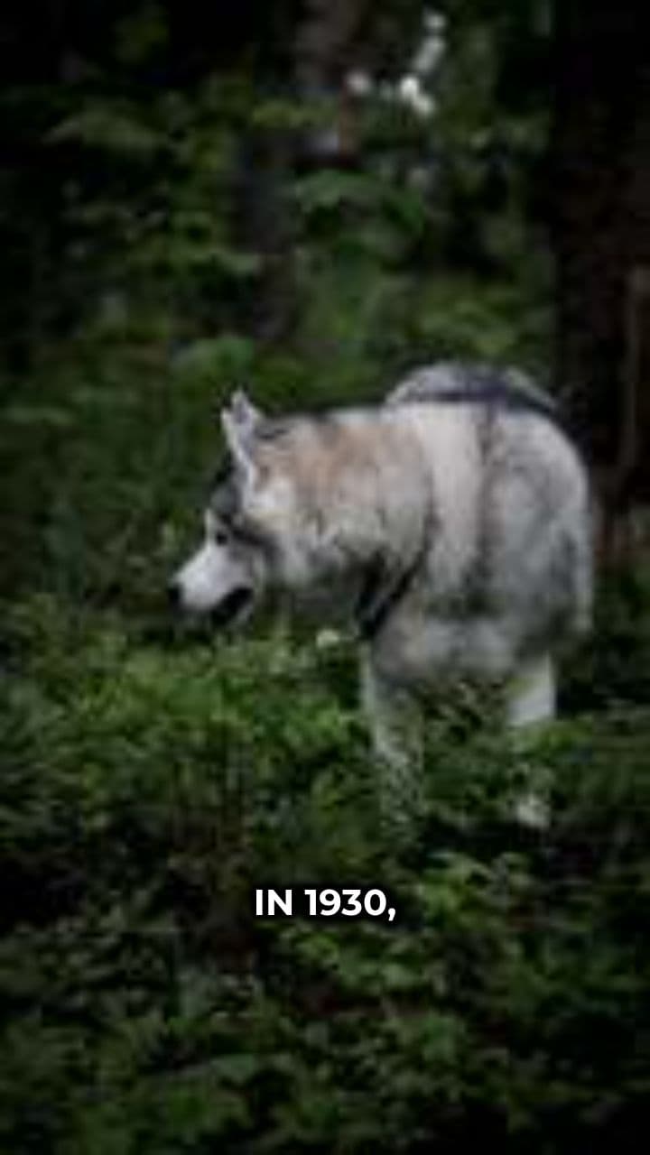The Vanishing of Anjikuni Lake