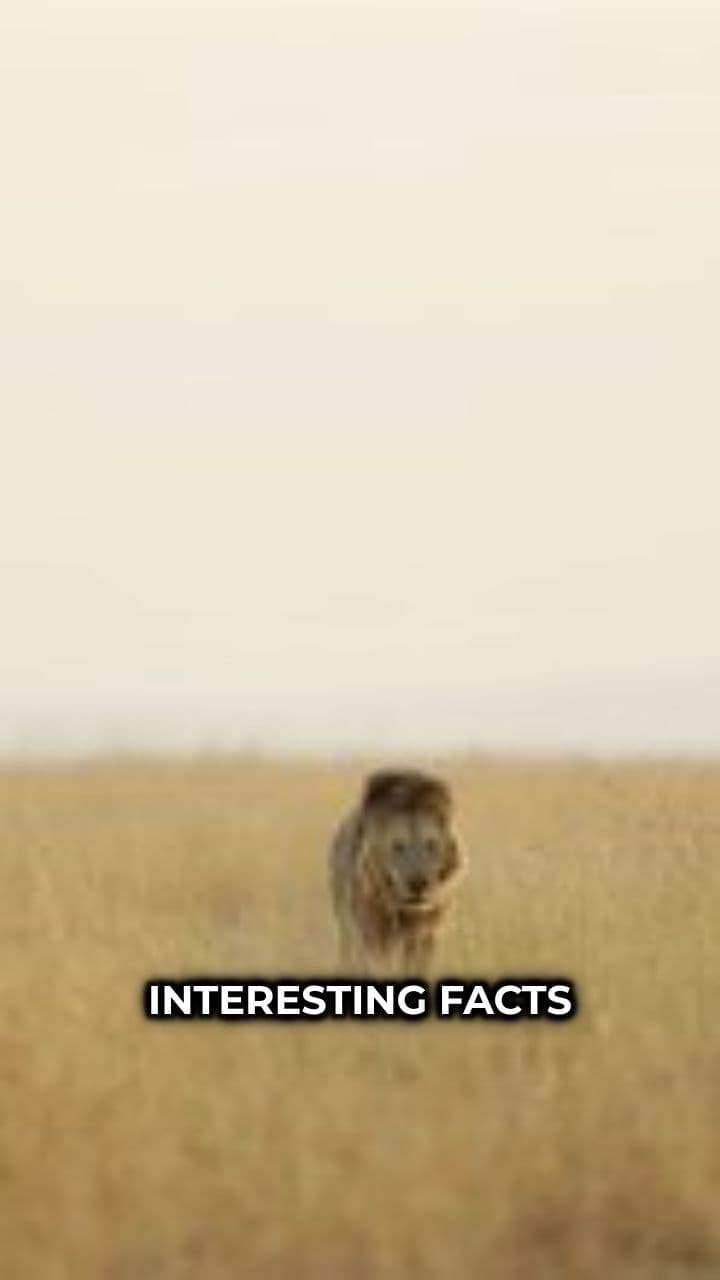 Fascinating Facts About Fossas