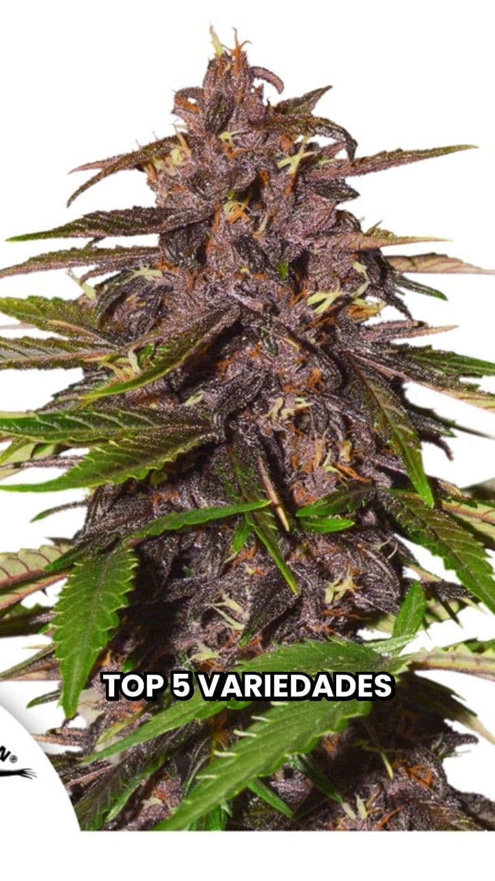 Top 5 Autoflowering Varieties for Spain