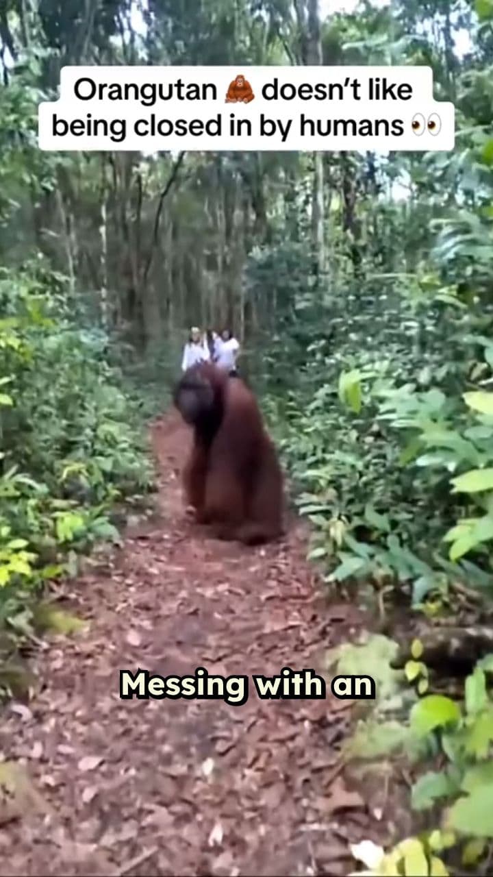 Orangutan Ambush: A Painful Lesson