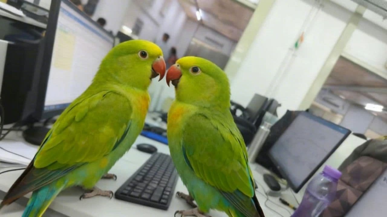 Image transform video