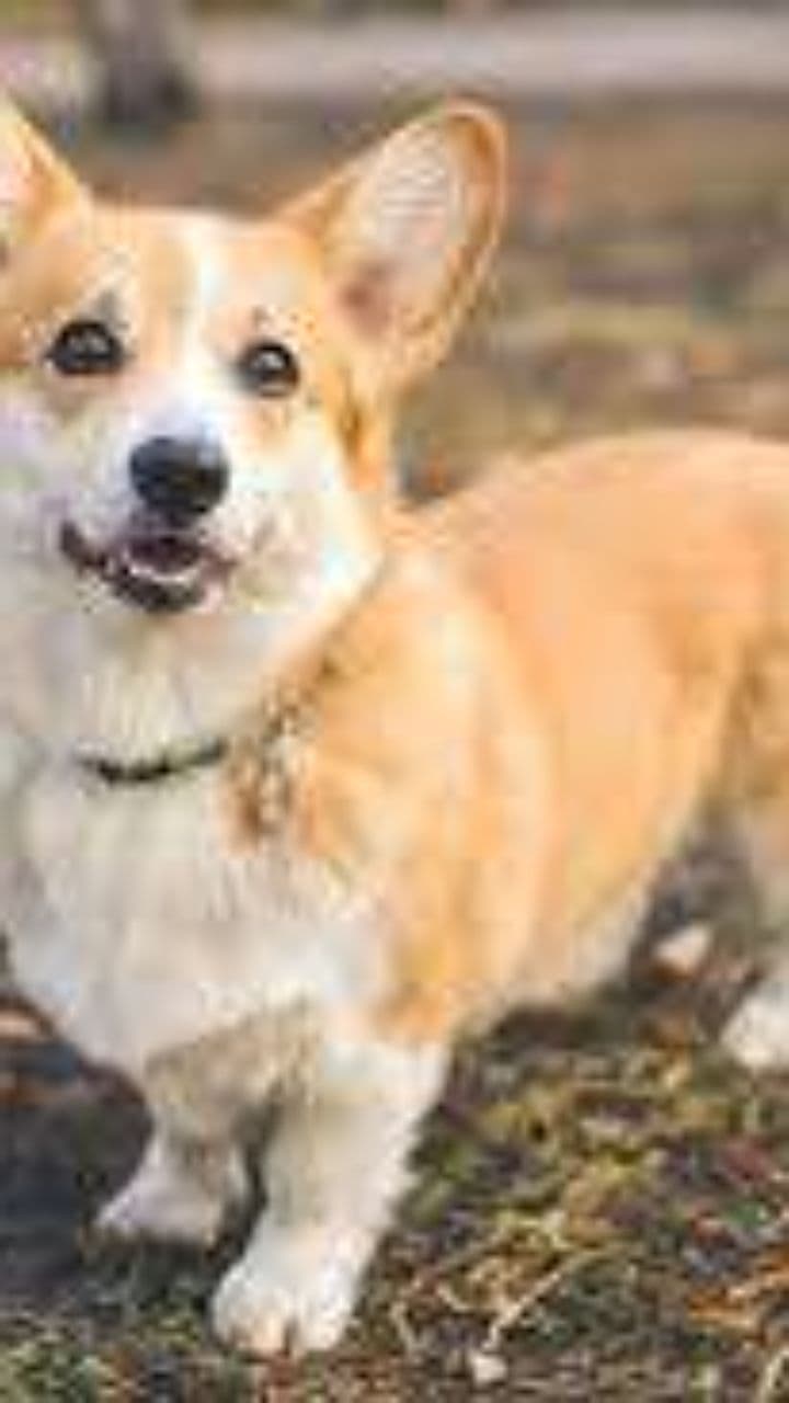 Il Corgi surreale