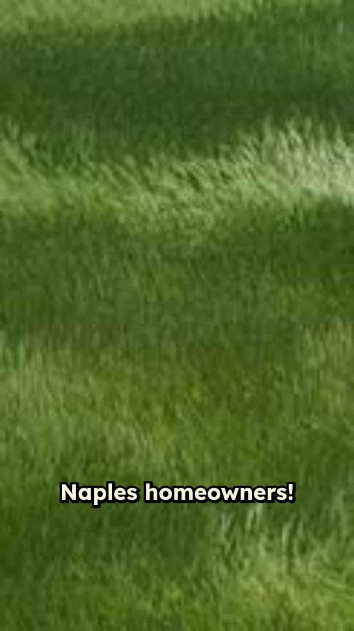 Transform Your Lawn with Turf Queen