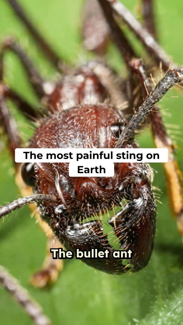 The Bullet Ant: Nature's Most Painful Sting