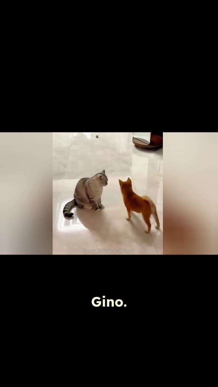 You Need To Calm Down, Gino!