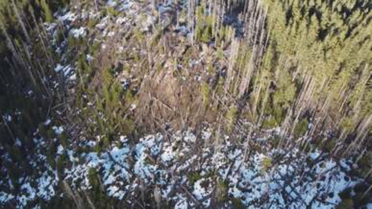 Taigas elpa Kurzemes katlā