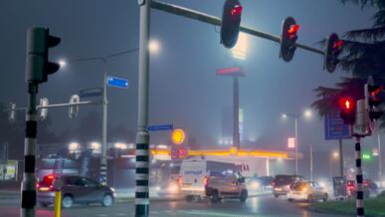 Perro Rabioso y Cicatrices del Amor