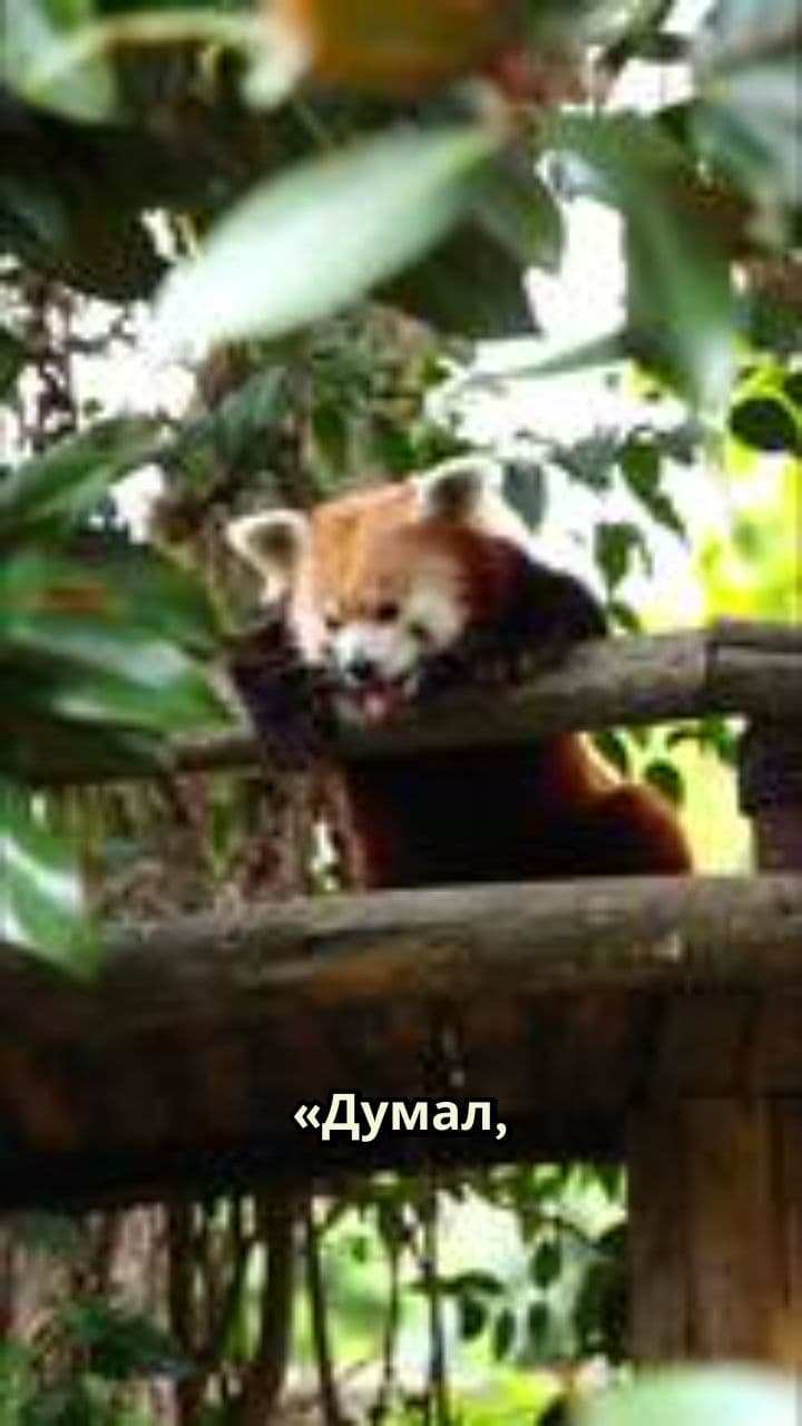 Лень и счастье панды