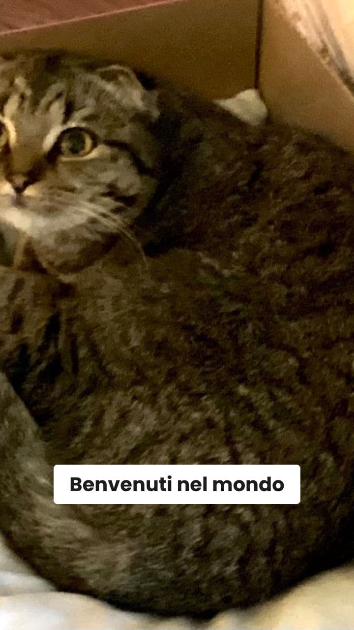 Gattino-Spaghetto e il Mistero del Raviolo Spaziale