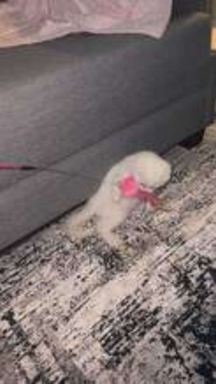 The Healing Power of Cat Purrs