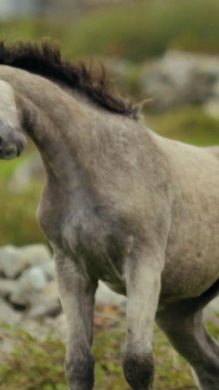 Дикая лошадь на вершине скалы