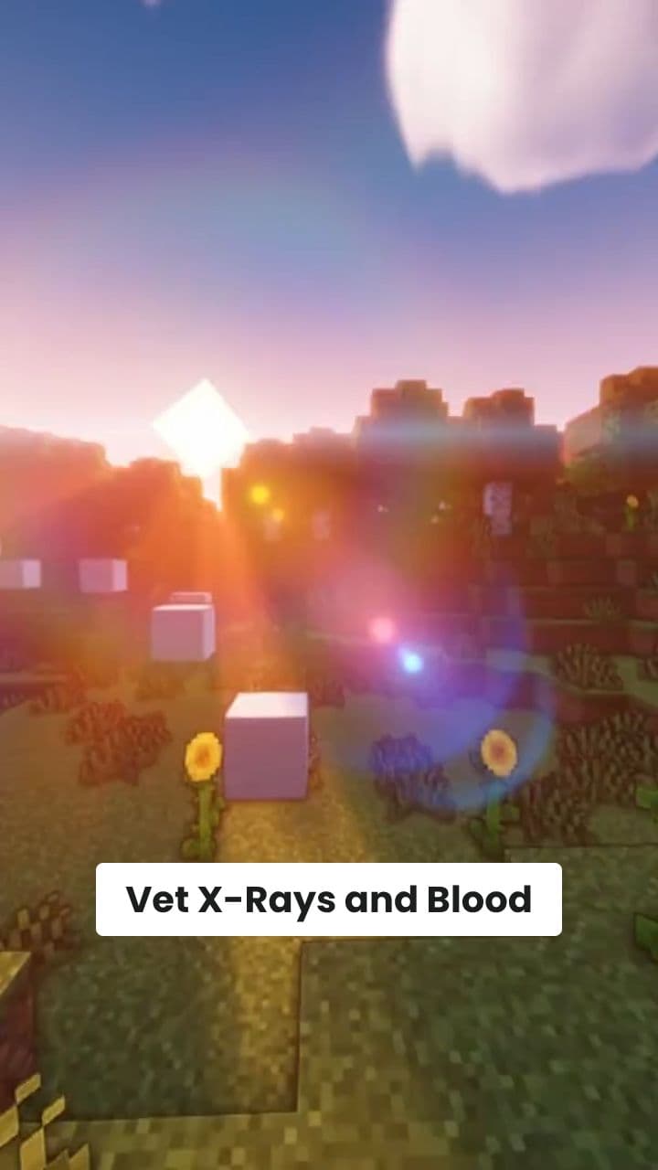 High Vet Costs for X-Rays and Tests