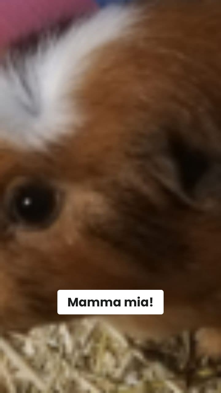 Il Delirio di Pipi Papua: Spaghetti Cosmici!