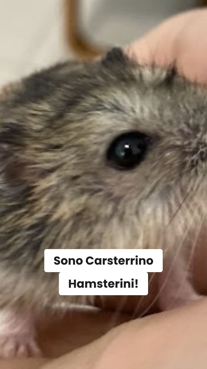 Le Avventure di Carsterrino Hamsterini: Caos Italiano!