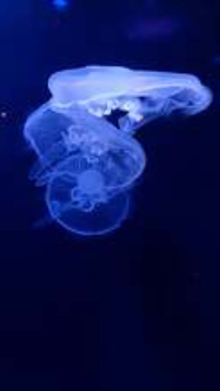 The Intriguing Intelligence of Jellyfish